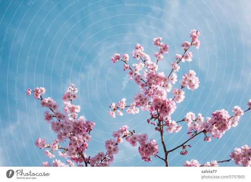 heavenly spring Cherry blossom Ornamental Cherry Blossoms Pink Fragrance Blossoming Spring Beautiful weather Nature Spring fever Plant Twig Blue sky Cherry tree