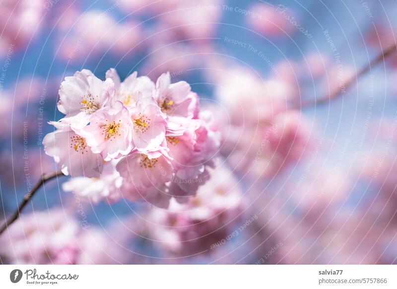 Japanese flowering cherry with lush blooms Cherry blossom Ornamental Cherry Blossoms Pink Fragrance Blossoming Spring Beautiful weather Nature Spring fever