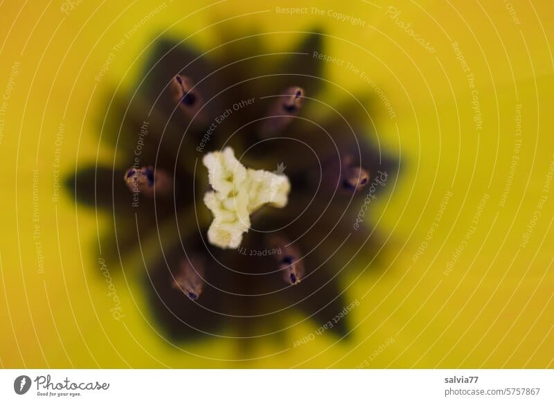 Tulip from the inside, with pistil and stamens Pattern Blossom Tulip blossom Plant Flower tulips Spring Blossoming Detail Stamp Colour photo Yellow Decoration