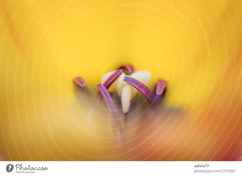 flower dream Tulip Blossom Tulip blossom Plant Flower tulips Spring Blossoming Detail Stamp stamen Colour photo Yellow Decoration Worm's-eye view