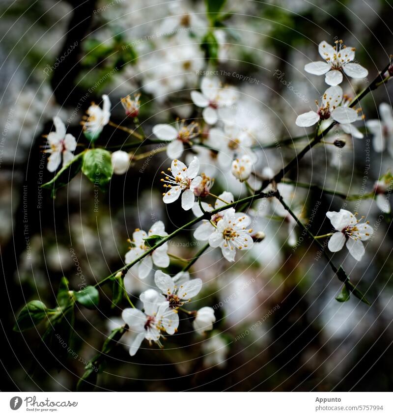 Fragrant white tree blossoms in close-up against a blurred background of dark branches White twigs Dark Black Dark green Spring heralds of spring Tree detail