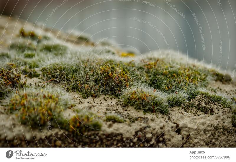 Macro photograph of a moss landscape on masonry, resembling a beach or dune landscape (exact moss species unclear, probably Grimmia pulvinata, cushion moss)