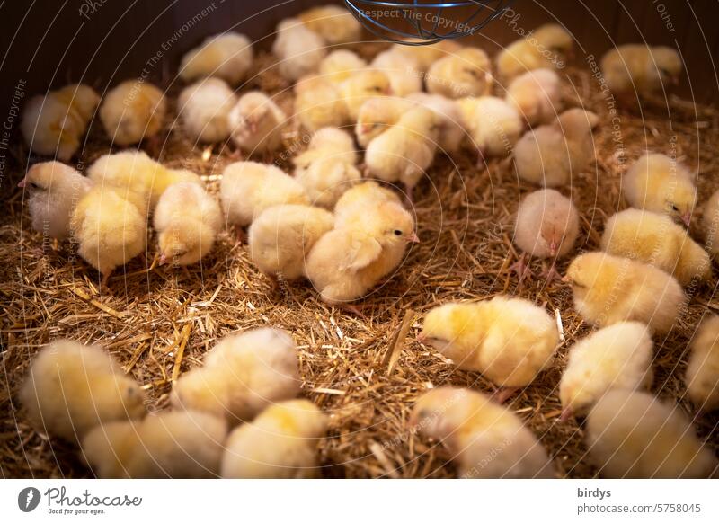 many chicken chicks on straw in a warming box Chick Many Chick rearing Organic farming Laying hens Young animals Farm animal Agriculture Keeping of animals