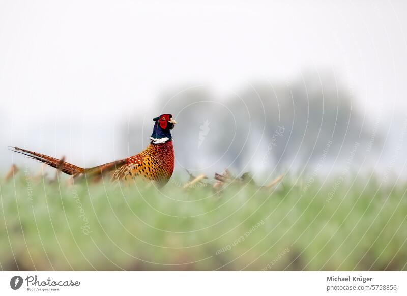 Pheasant (Phasianus colchicus)on the meadow Avian Bird Colorful Conservation Eurasian European Feathers Fields Foraging Game bird Grazing Ground-dwelling