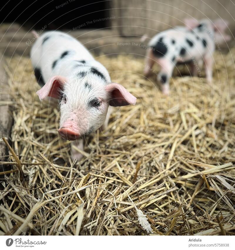 Little piglets in the straw Piglet Straw Swine Animal Farm Agriculture Happy Mammal Animal portrait Barn Snout Farm animal Pink Cute Keeping of animals