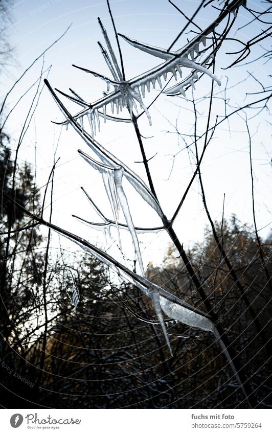Icy branches in the forest. Sub-zero temperatures. Cold iced Winter Forest Nature Twigs and branches Deserted Exterior shot Frost Tree Environment