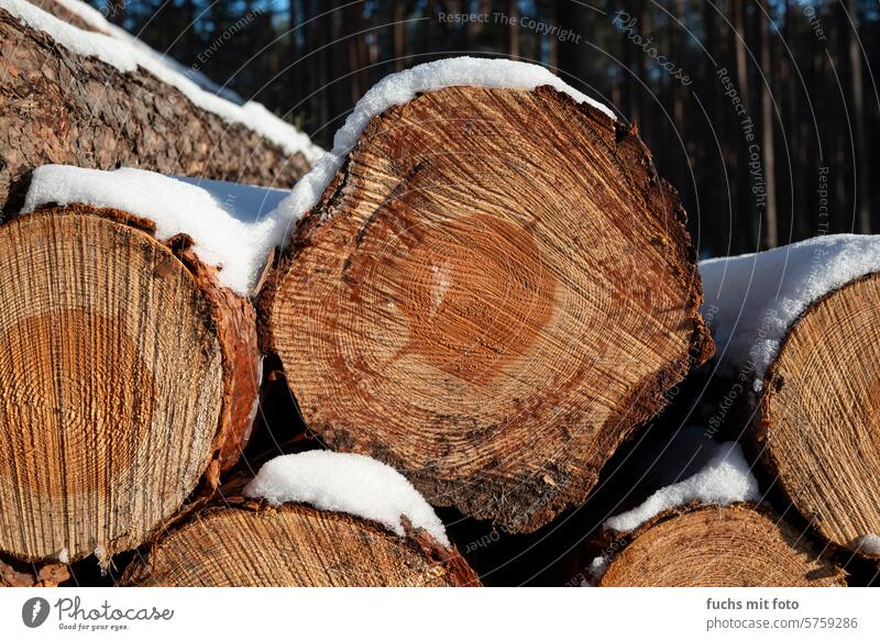 Cross section of a trunk. Tree trunks. Firewood. Forestry. Timber Environment Logging Climate change Fuel tree trunks Stack Wood Cut Stack of wood stacked