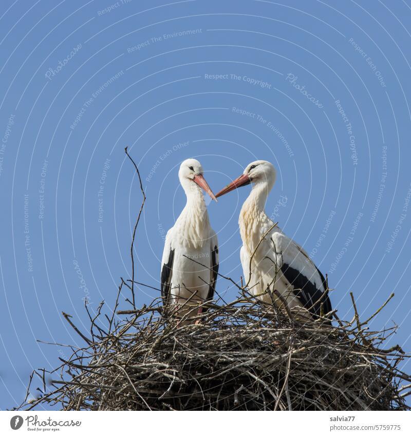 Connectedness | Stork couple in the nest Couple Loyalty twigs togetherness Bird Nest Animal Sky Blue White Stork Eyrie Copy Space top Colour photo Nature Spring