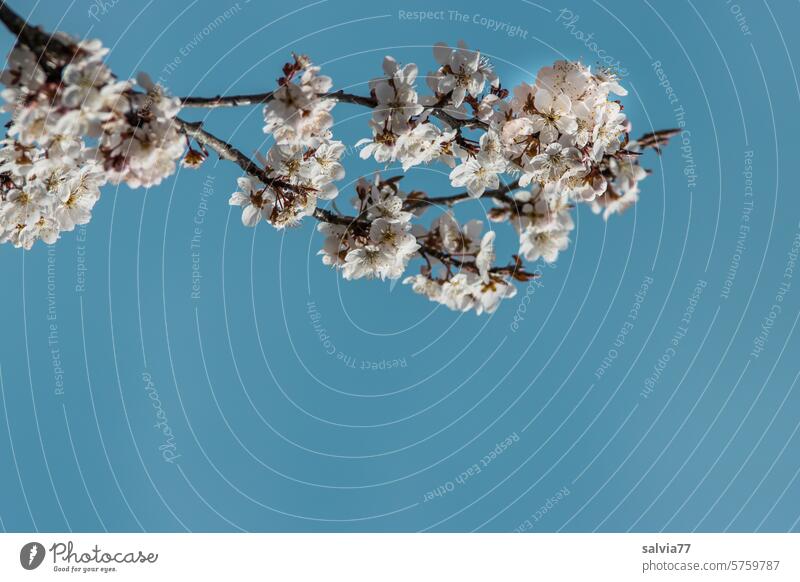 Blue sky and blossoming branch Spring Sky flowering twig Twig Blossom Plant Blossoming Nature White Colour photo Branch Beautiful weather Spring fever