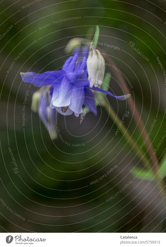 Alpine clematis Nature flora Plant creeper Blossom petals blossom Clematis alpina Crowfoot plants fade Day Daylight Blue Green