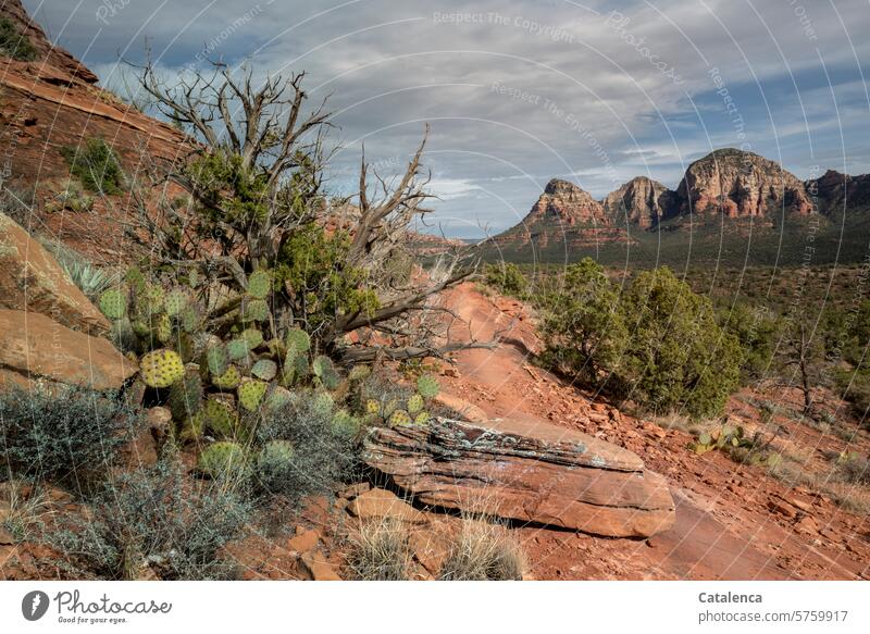 footpath Horizon vacation Tourism Vacation & Travel Mountain Peak Landscape Sky Environment Day Nature daylight bushes mountains Rock Hiking stones Cactus Pear