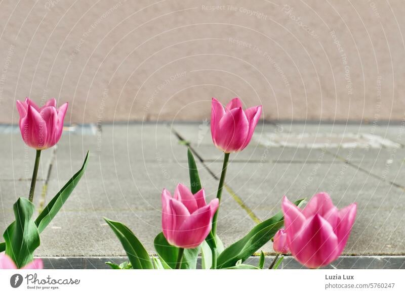 Pink tulips on the sidewalk Tulip Flower Spring Blossom Blossoming Tulip blossom Spring fever pretty Green pink Spring flower Row Bright colours colourful