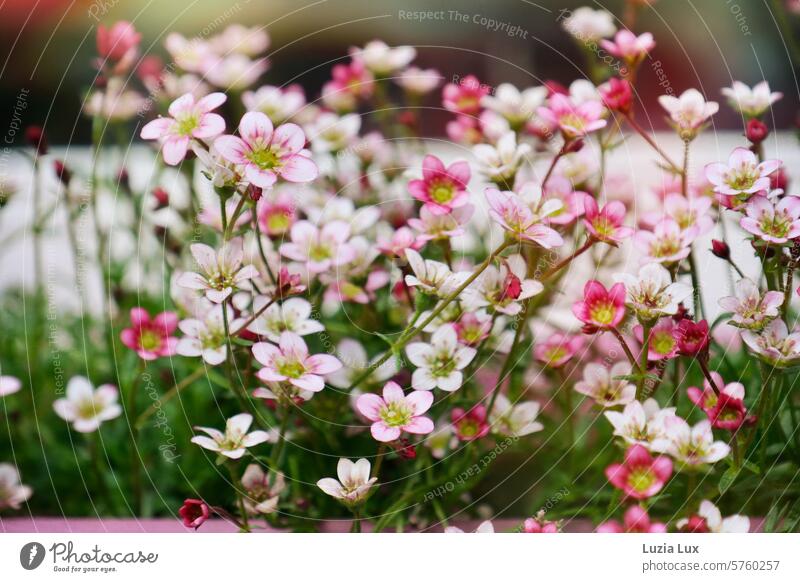 small pink flowers in front of the window Romance heyday Fresh Florist Botany Colour botanical flora romantic Spring Blossom naturally colourful Pink pretty
