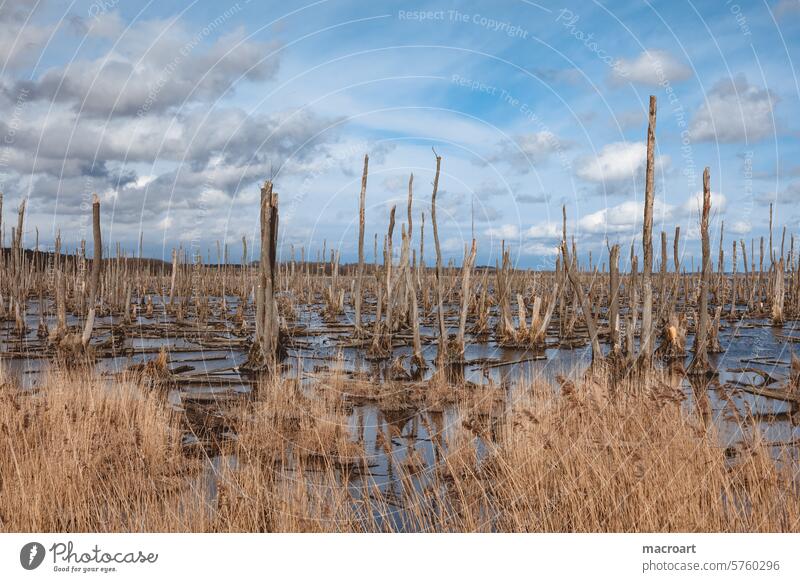 Floodplain near Anklam on the way to Usedom floodplain Deluge dead forest Dead trees Brittle Wood tree trunks Bleak stakes Water among Inundated grasses Nature
