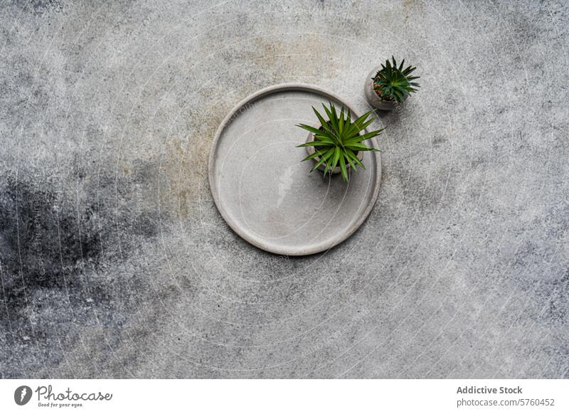 Top view of serene minimalist table setting on a textured background, featuring a single ceramic plate accompanied by two small, vibrant succulents zen simple