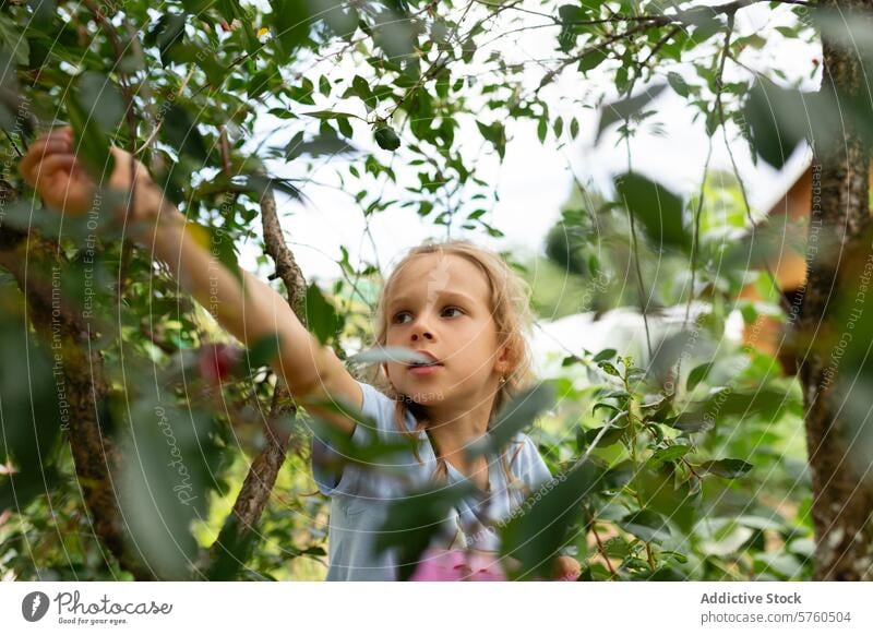 An intent young girl reaches for cherries in an orchard, her focus evident amidst the dappled light filtering through the leaves cherry picking leaf tree fruit