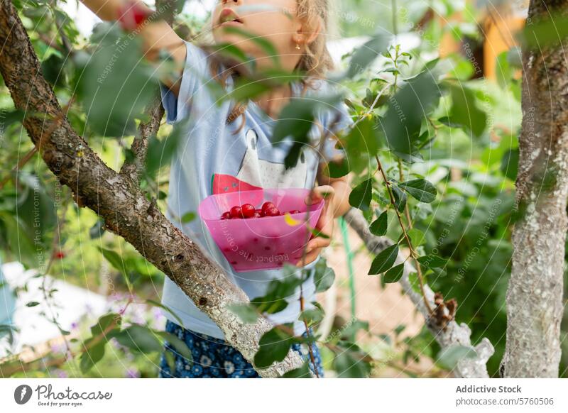 A focused little girl carefully picks cherries from a tree, her pink bowl cradling the day's fresh and fruity treasures cherry picking orchard green leaf branch