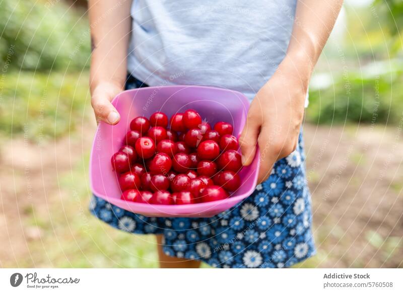 Anonymous young child proudly holds a bowl of vibrant red cherries freshly harvested, showcasing a successful pick from a summer orchard fruit picking outdoors