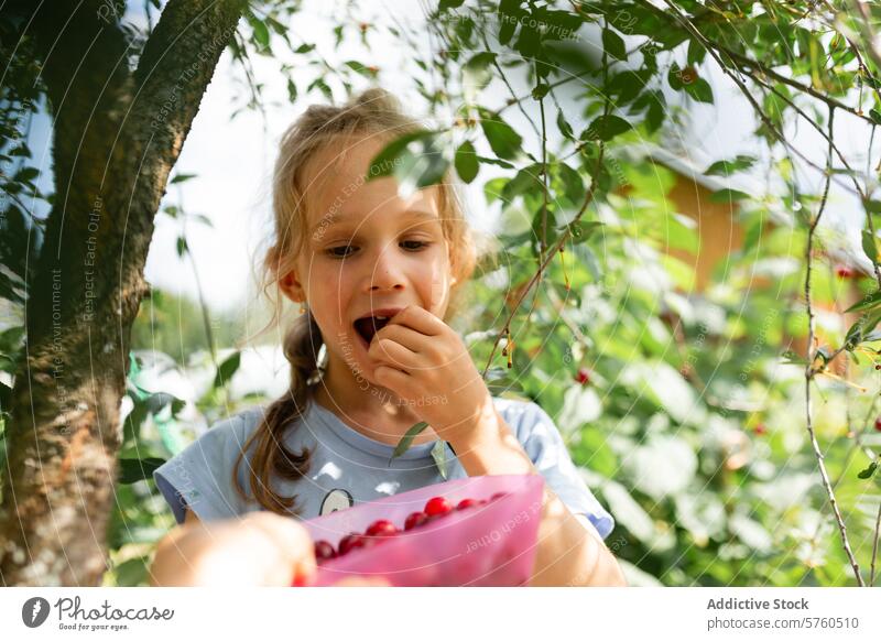 A young girl enjoys the fruits of her labor, tasting a sweet cherry after a day of picking in the sunlit orchard taste summer harvest sunny enjoyment child