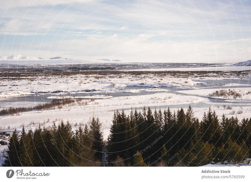 A vast Icelandic winter landscape, showcasing snow-covered fields framed by a line of evergreen trees and distant mountains panorama scenic vista nature