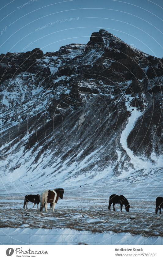 A serene group of Icelandic horses graze calmly against the backdrop of snow-dusted mountain slopes under a cool, twilight sky winter landscape equine nature
