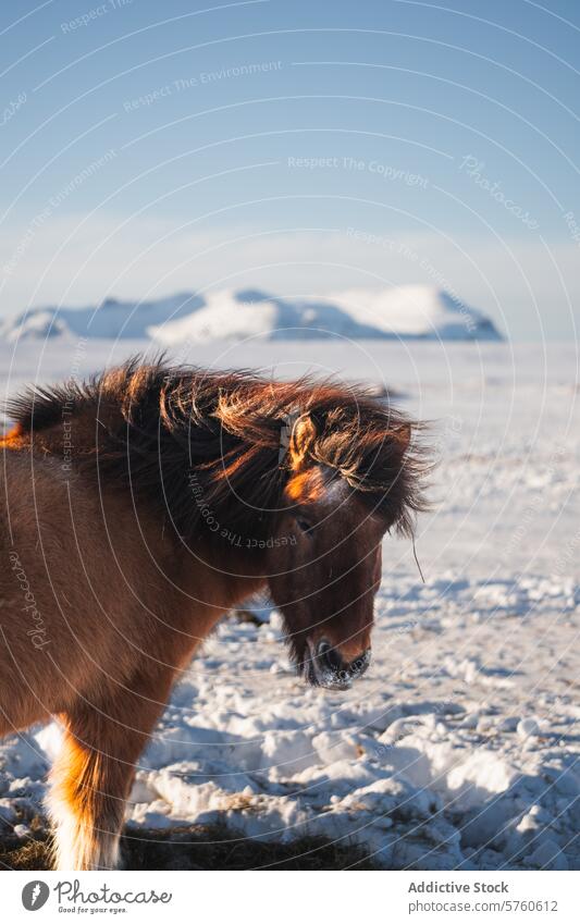 An Icelandic horse, with its distinctive mane, stands against a stark white landscape, with the silhouette of snowy mountains in the background frosty