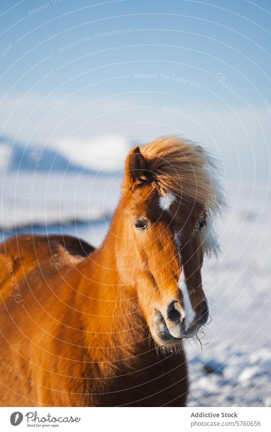 A chestnut Icelandic horse, with a striking blonde mane, poses elegantly against a backdrop of snow and distant frosty mountains winter splendor animal equine