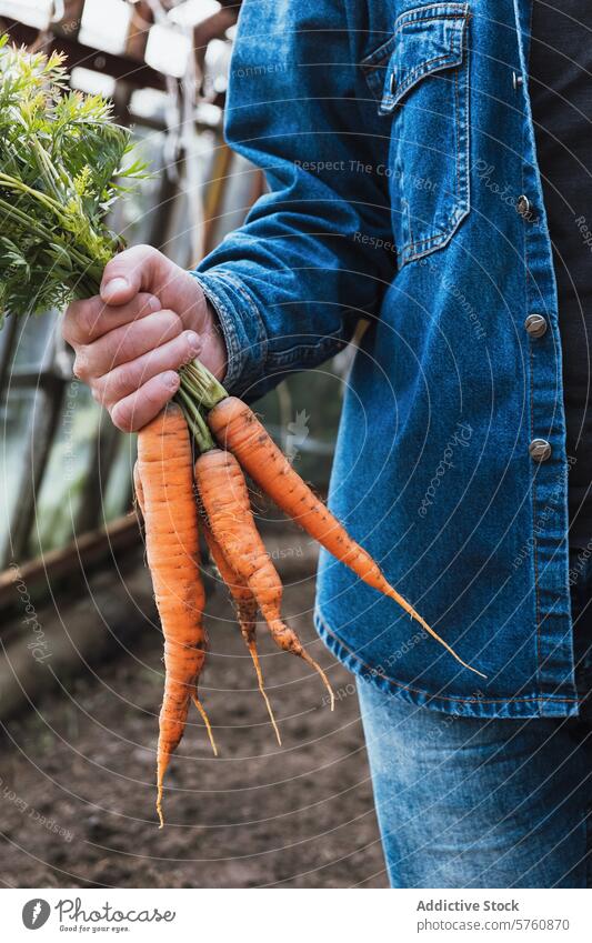 Freshly harvested carrots in hand with denim backdrop fresh vegetable garden jacket greenhouse close-up hold organic farm gardening produce agriculture