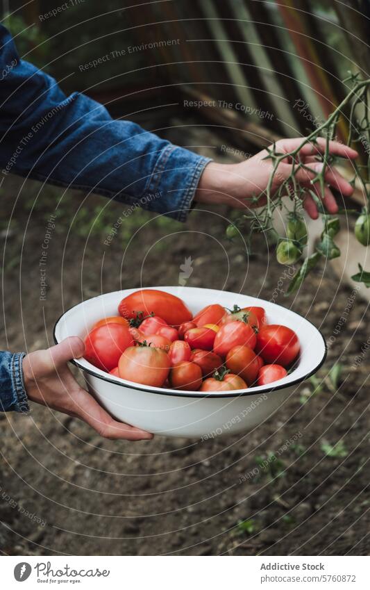Harvesting fresh tomatoes from the garden person hand bowl ripe harvest collecting vegetable organic homegrown horticulture agriculture food healthy enamelware