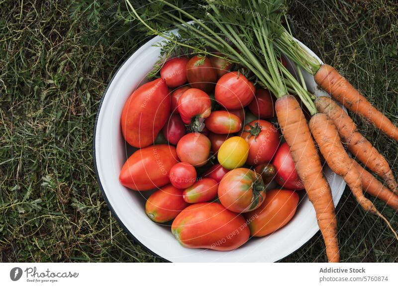 Bowl of fresh garden tomatoes and carrots vegetable harvest bowl grass picked homegrown organic ripe healthy food agriculture farming local produce natural