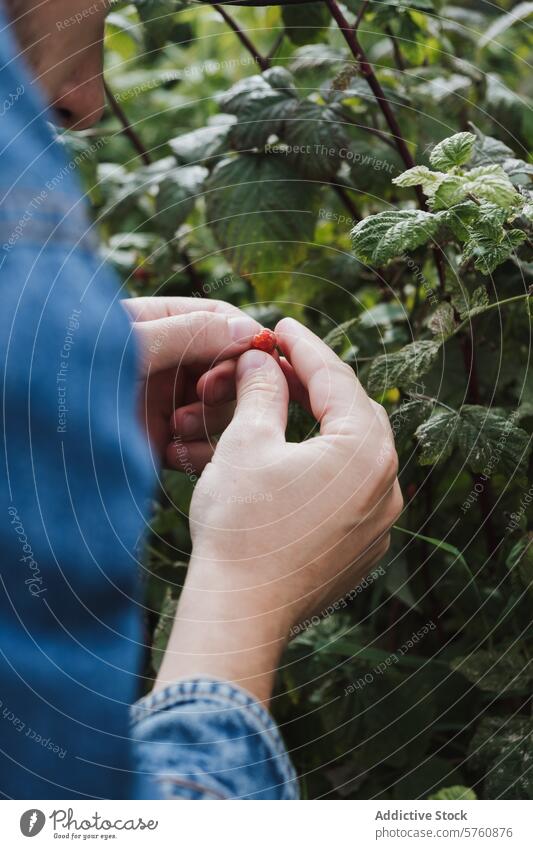 Man harvesting berries in a lush garden man berry picking ripe foliage green close-up garden harvest hand nature outdoor fruit natural organic agriculture