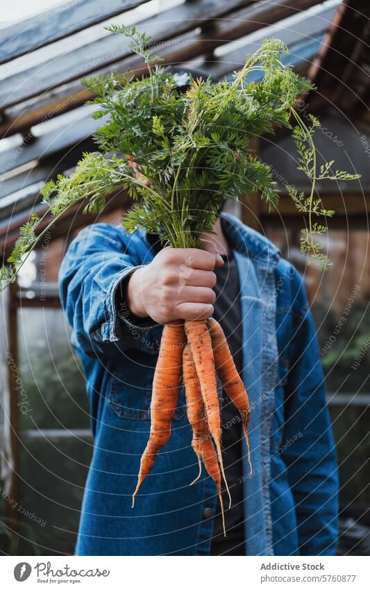 Fresh Organic Carrots Held in Hand organic carrot hand fresh harvest garden vegetable denim green top health nutrition food raw earthy farm produce holding