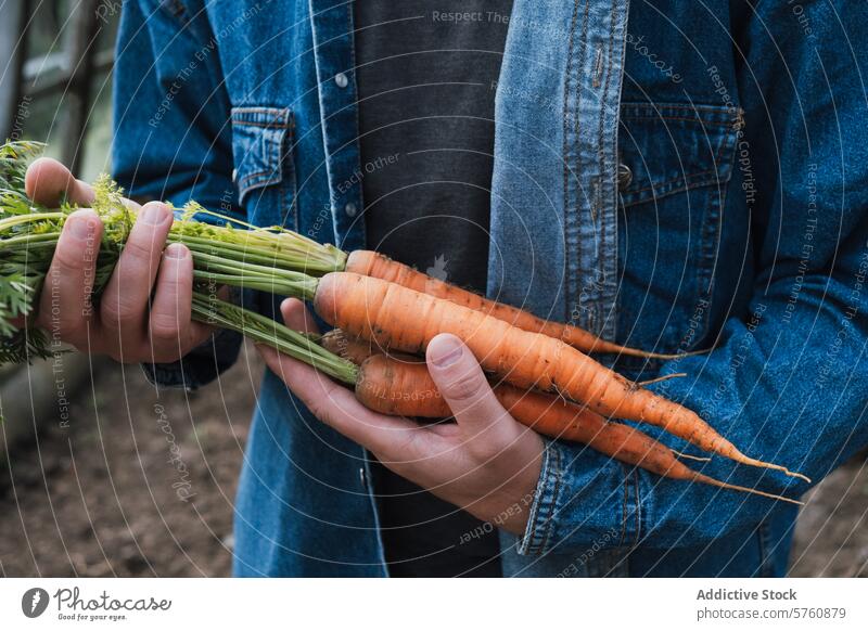Fresh carrot harvest in the hands of a gardener agriculture vegetable fresh organic food healthy farming grow dirt soil root produce farmer holding denim