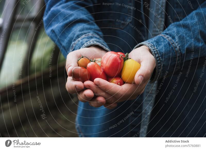 Freshly picked tomatoes held in hands harvest fresh garden vegetable organic ripe assortment variety colorful homegrown healthy food agriculture farming