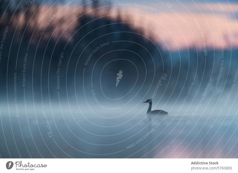 Misty morning with a great crested grebe on tranquil water bird mist lake dawn light serene wildlife nature solitude silhouette reflection pond calm peaceful