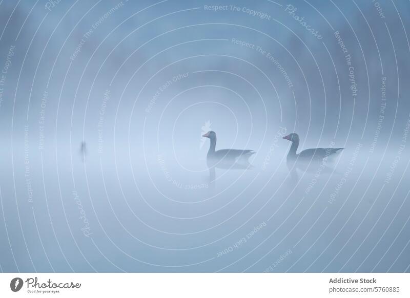 Misty lake with common goose and grebe silhouettes mist bird water reflection serene calm tranquil nature wildlife fog aquatic feather outdoor grace glide swim