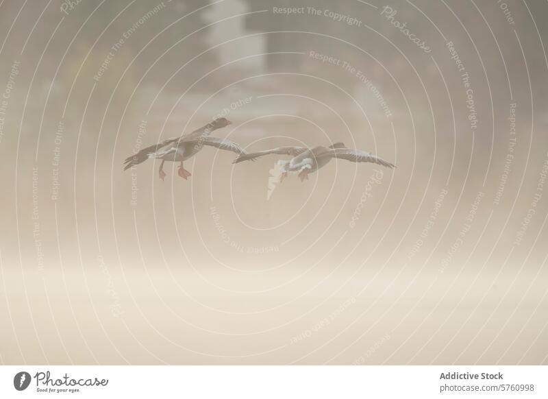 Two common geese, known as ansares comunes in Spanish, descend gracefully over a fog-laden marsh at dawn goose anser common goose ansar comun mist glide morning