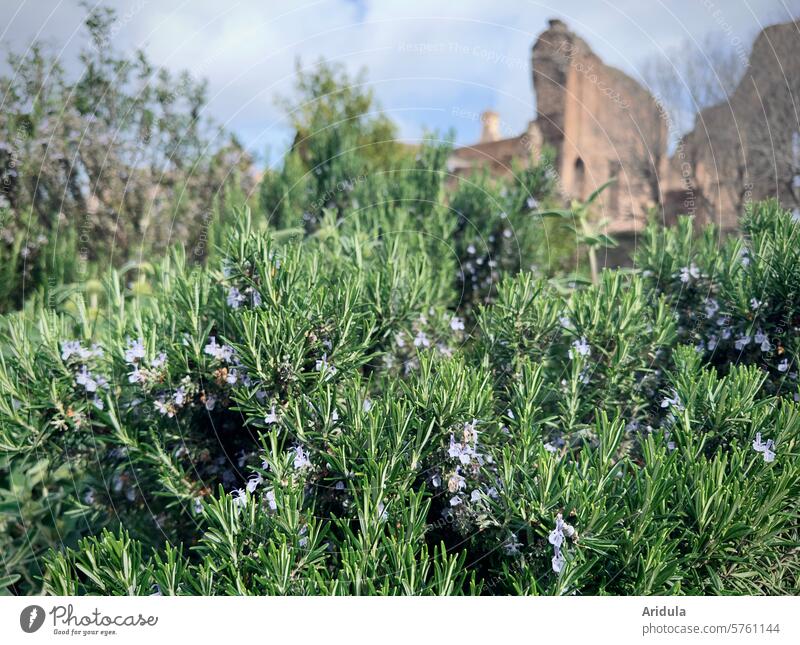 Rosemary in bloom among the ruins Mediterranean herbs spices Mediterranean cuisine Kitchen Herbs and spices Food Nutrition Italian Food Healthy Green Fresh
