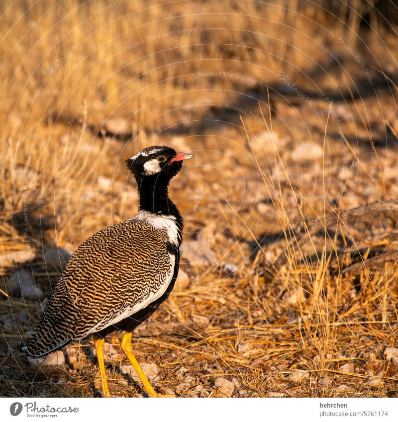 I am a pretty one Bustard Bird Wild Colour photo Animal protection Small aridity Love of animals Wild animal Wilderness Exceptional especially Africa Namibia