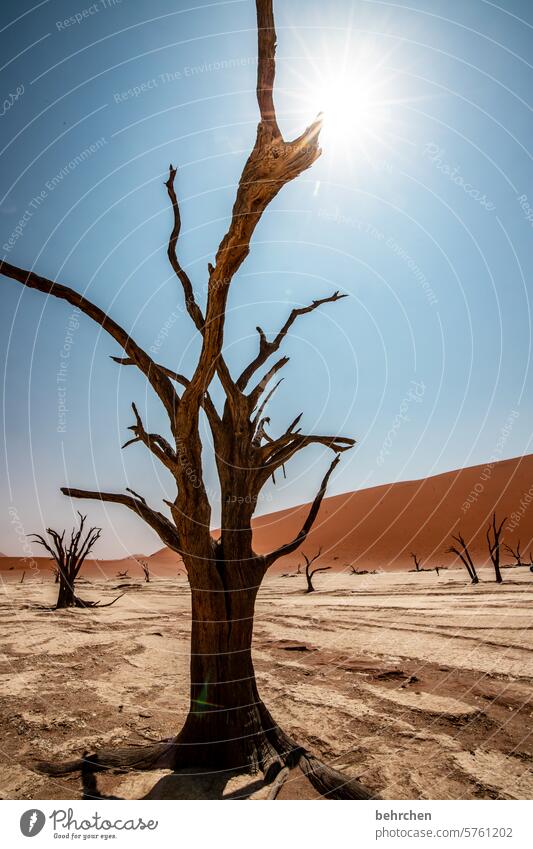 sun tree solar star Sunbeam Sunlight Acacia aridity Environmental protection Transience Climate change Dry Drought Sky duene dunes magical deadvlei Adventure