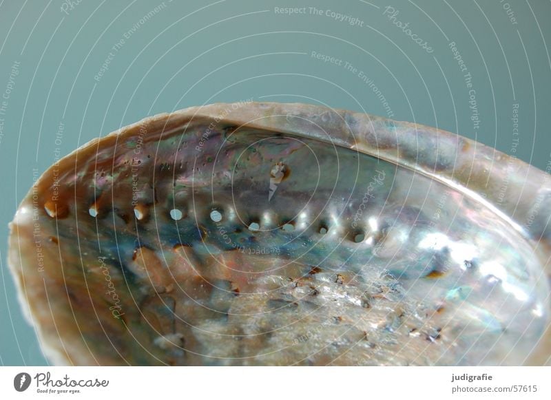 abalone Snail shell Mussel Lime Mother-of-pearl Hollow Ocean Glittering Camera Gray Atlantic Ocean Mediterranean sea Protection Blue Life Structures and shapes
