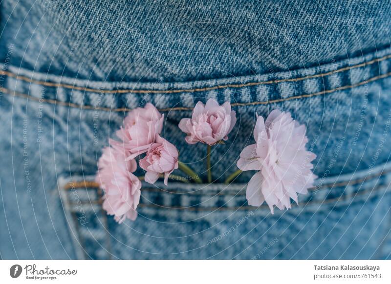 Delicate pink Japanese cherry blossoms sticking out of blue jeans pocket, selective focus, close up floral denim pants trousers purple flowers blooming spring