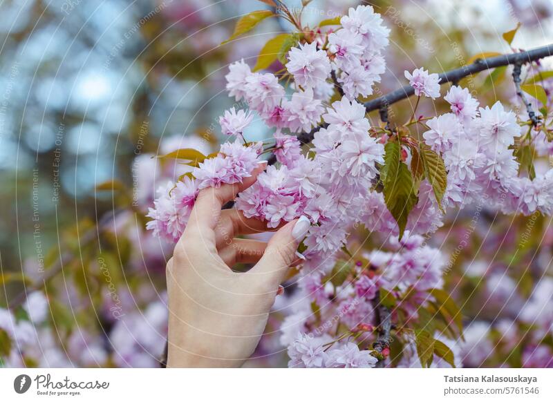 Woman's hand touching pink flowers of blooming Japanese cherry blossom in spring in park woman cherry tree prunus Kanzan serrulata lannesiana Kwanzan Sekiyama