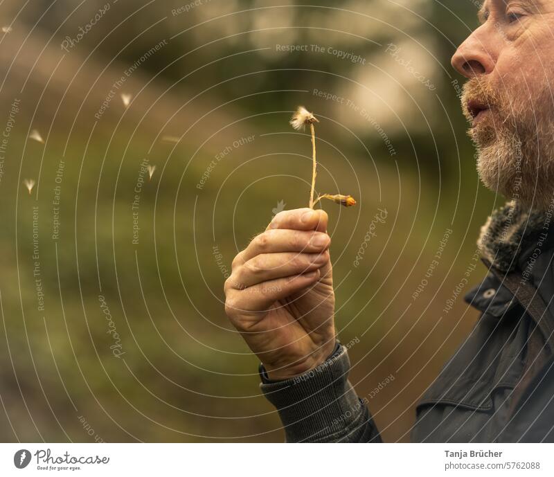 Dandelion - well blown, the umbrellas are flying... dandelion Man middle-aged man Wild plant Spring blowing Man blows Man catches his breath Flying Easy