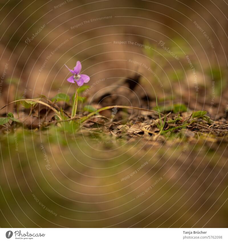 Small, brave forest violet alone on a forest path Forest violet Violaceae Violet plants tender flowers Woodground delicate blossoms heyday natural light bravely