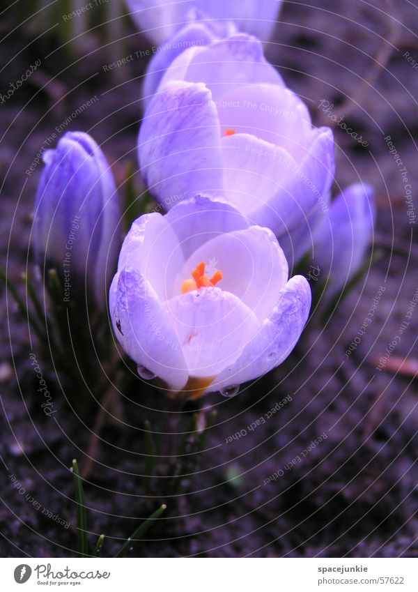 herald of spring Blossom Drops of water White Crocus Spring Macro (Extreme close-up) Water Blue Garden Earth