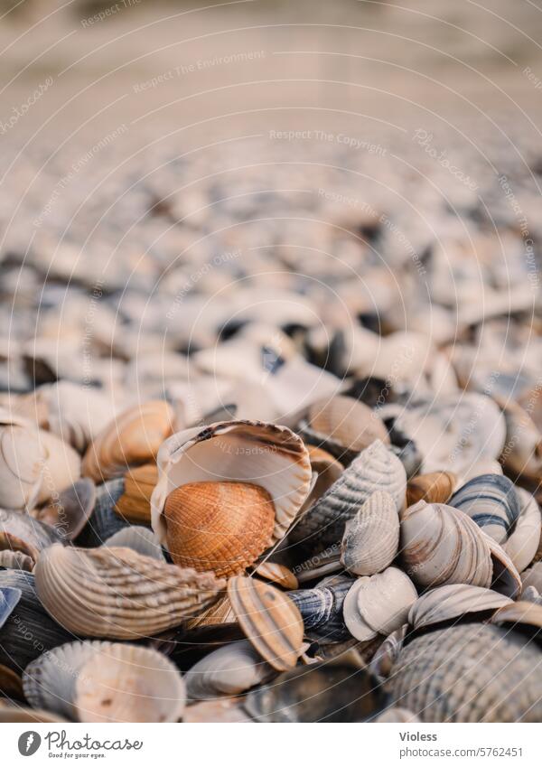 Shells that whisper Beach seashells Ocean cockles North Sea Accumulation of mussels