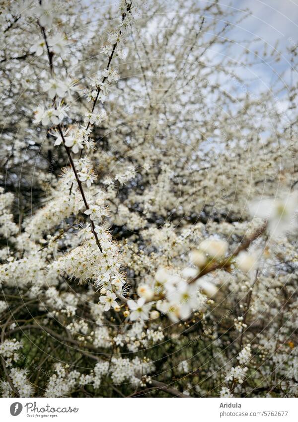 Blackthorn in bloom blackthorn blossoms twigs shrub Spring sloe flowers blurriness Nature Plant Blossom White naturally Blossoming Garden spring feeling