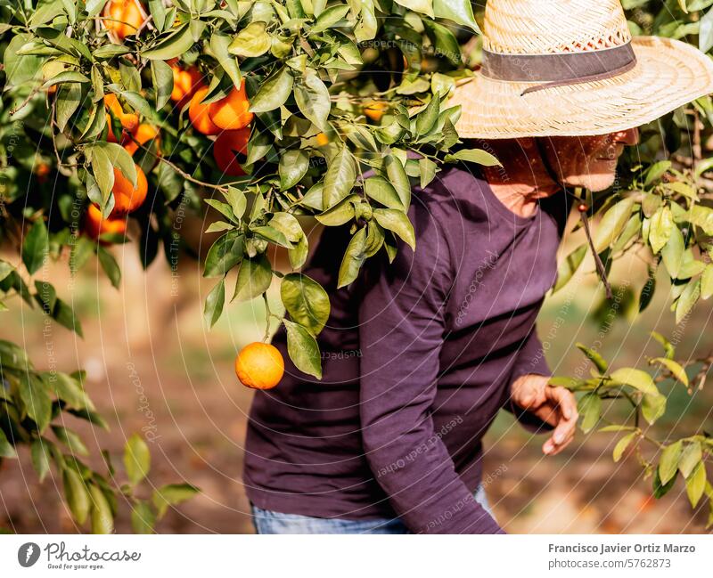 Farmer Harvesting Fresh Oranges in Sunny Orchard farmer orange orchard harvest older one person man tree fresh caucasian growth fruit agriculture rural nature