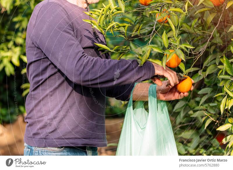 Farmer Harvesting Fresh Oranges in Sunny Orchard farmer orange orchard harvest older one person man tree fresh caucasian growth fruit agriculture rural nature